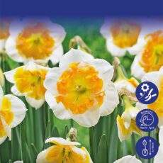 8718641999776 1 Daffodil Love Call Bulbs.jpg